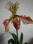 Paphiopedilum