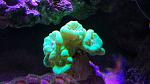 Caulastrea green fluo