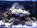 reef 50l