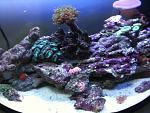 Il mio primo nano reef