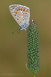 Polyommatus thersites