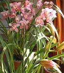 Cymbidium