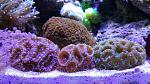 Acanthastrea Rainbow + Acanthastrea Red + Acanthastrea Green