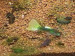 Corydoras sterbai (in basso) e il meraviglioso Guppy Green Metallic Snakeskin