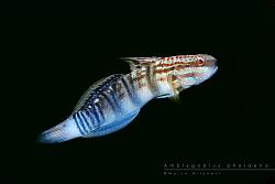 Amblygobius phalaena