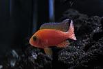 aulonocara firefish maschio