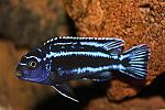 melanochromis 2