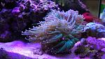 Euphyllia glabrescent pink tipped