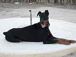 Il mio dobermann