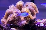 Sarcophyton (corallo molle)