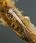 Larva odonato zigottero