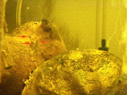 avannotti steatocranus casuarius di circa 10 giorni dopo la schiusa delle uova. i piccoli si nutroni di naupli di artemia e fiocchi di spirulina finemente macinata.