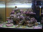 Il mio Mini Reef