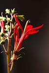Fiore di Lobelia cardinalis