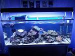 acquario reef con plafo e led