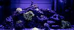My reef acquarium