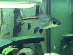 squaletto-palvicachromis