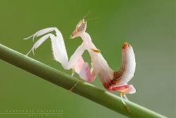 Hymenopus Coronatus (Orchid mantis)