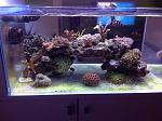 Il mio nano reef 60x40x30