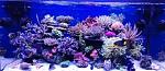 My reef 13 mesi