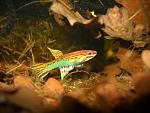 Killifish