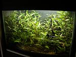 "Hygrophilarium" : piccolo paludarium con piante palustri semiemerse (Hygrophila corymbosa)  dedicato ai Betta splendens