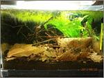 Acquario per Betta channoides