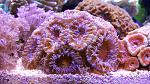 Acanthastrea Rainbow