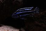 Melanochromis cyaneorhabdos maschio