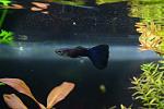 Fantastico guppy nero con sfumature blu inteso sotto riflessi della luce