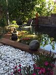 Koi pond