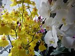 Oncidium  + Phalaenopsis