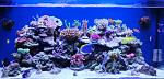 My reef compie 6 mesi :-)